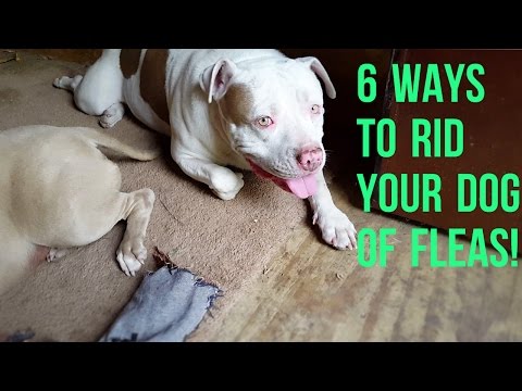 6 Natural Methods To Clear Your Dog/Pitbull Of Fleas