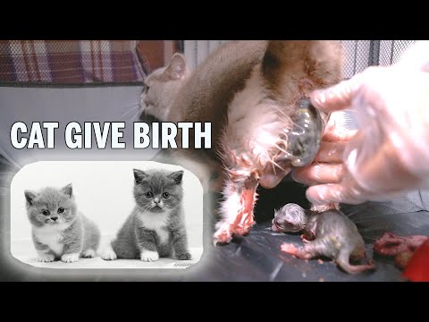 Munchkin Cat Giving Birth to 4 Kittens until 30 Days