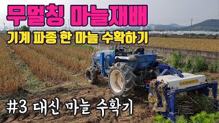 비닐 없이 마늘 재배 수확 garlic harvest 대신 마늘 수확기 기계 파종 Korean Agricul…