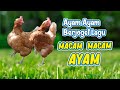 MACAM MACAM AYAM AYAM BERJOGET DANCING CHICKEN