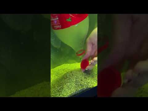 comment nettoyer l'aquarium d'un axolotl