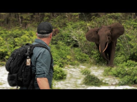 Cyril gets charged by elephants! - Chasing Monsters
