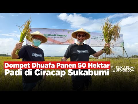 Video: Dompet Dhuafa Panen 50 Hektar Padi di Ciracap Sukabumi