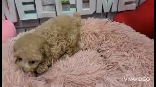 タイニープードルの動画01