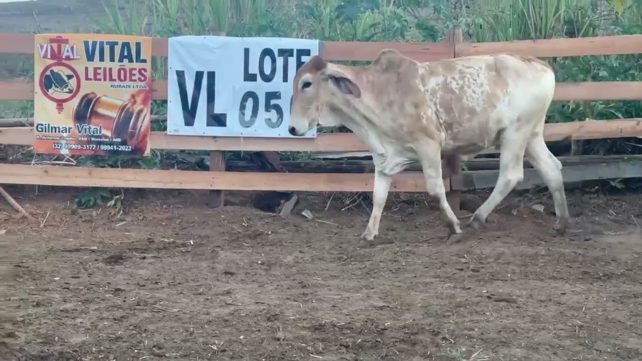 LOTE 50