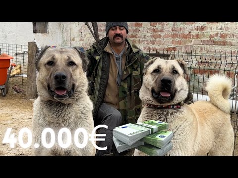 PRECIO DE 40000 EUROS PERROS KANGAL | ¡¡¡CALIDAD IMPRESIONANTE !!!