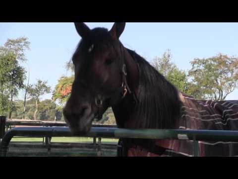 Resolve and Ake Svanstedt