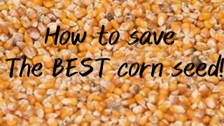 How to save THE BEST corn seed!