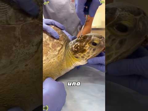 Removing barnacles from sea turtles #amazing #didyouknow #animals #foryoupage #asmr