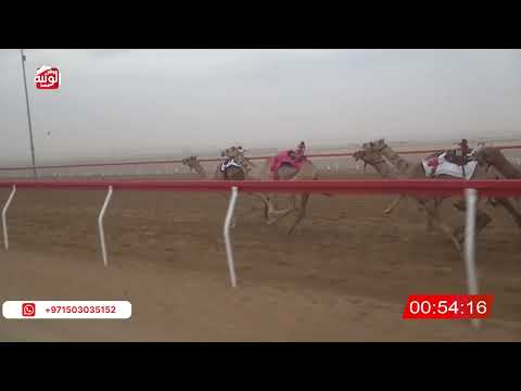  ش 13 (مبشره) لـ مبارك احمد بن عبدالله الدحبه العامري  2:52 ، شارة الصندوق 2026/08/16 فطامين الروضة