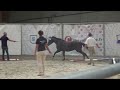 Pouliche de 3 ans, belles aptitudes à l'obstacle