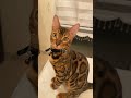 What S That It S A Mouse