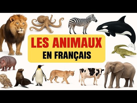 Découvre les animaux du Monde : sur Terre, sous l’Océan et dans le Froid | Vidéo Éduative  🐅🐻‍❄️🐋