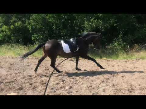 Smilla Sarotti Mocca Sahne /Fielmann 2016