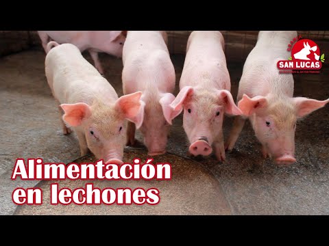 , title : 'Etapas en la alimentación de lechones | Granja San Lucas'