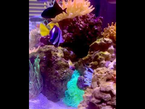 100 Gallon Int Innovative Marine Anemone Dominated Tank #anemone #bubbletipanemone anemonetank