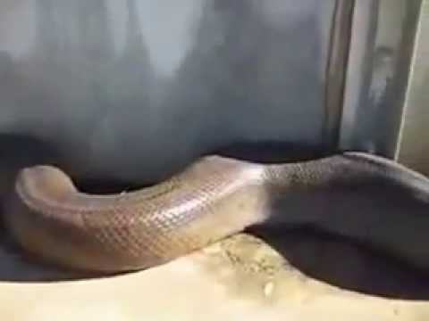 Gjarpri me i madh ne shqiperi  :P