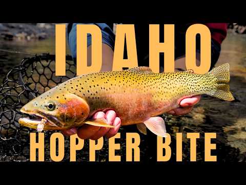 A summer lived one cast at a time | Fly fishing Idaho’s wild trout country
