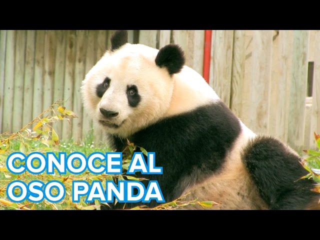 Vídeo relacionado con Preciosos pendientes de plata de ley con diseño de oso panda para mujeres y niñas pequeñas y lindos animales para bodas, regalos de cumpleaños hipoalergénicos