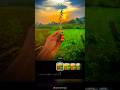 Village Editing Video VN Video Editing Farming Video Videoediting Shorts Trending Reels Viral