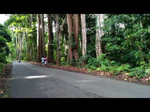 Hutan lindung kehutanan gunung meja