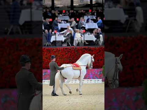 , title : 'Horse breed 003 (Lipizzaner) #horse #horselover #horserider #horseriding #horses #lipizzaner'