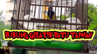 Download lagu burung gelatik batu taiwan mp3