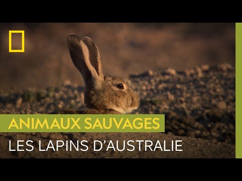 Petit animal mais grand danger : le problème des lapins en Australie