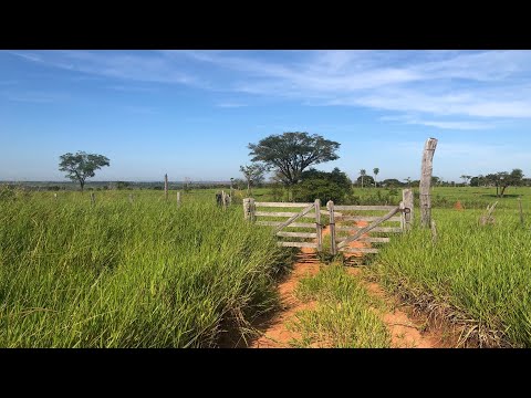 Vendo terreno de 111 hectáreas en Villa Ygatimi - Canindeyú