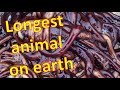 Bootlace Worm, LONGEST creature on earth!