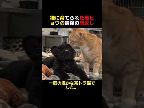 「ママ、今までありがとう」猫に育てられた黒ヒョウの最後の恩返し🐆🐈#泣ける話 #親子の絆 #おすすめ#感動の瞬間 #衝撃のラスト