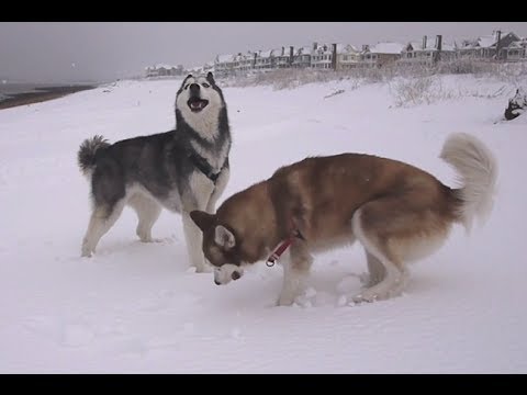 Mishka plays on the beach in the snow