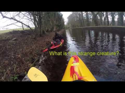 Kayaking Llangollen Canal