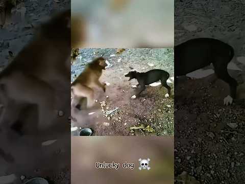Crazy animals😂😂 The dog is always so unlucky😂😂 #animals #dog #funnydogs #pets #funnyanimals