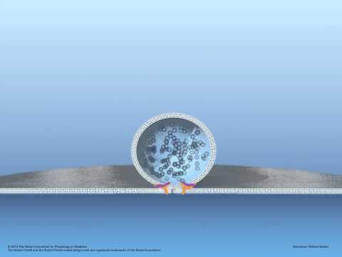 Fusion of vesicle with membrane