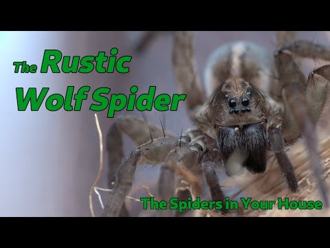 The Spiders in Your House - The Rustic Wolf Spider