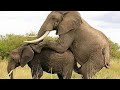 Tazama Tembo Akifanya Mapenzi