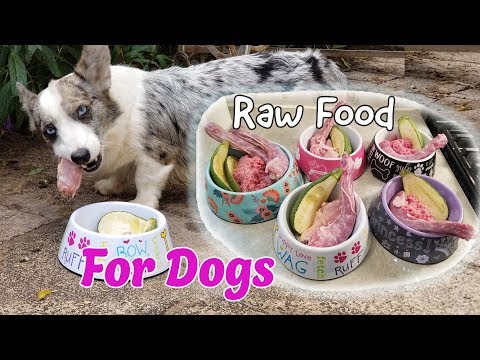 download lagu mp3 mp4 Barf Dog Food Australia, download lagu Barf Dog Food Australia gratis, unduh video klip Barf Dog Food Australia