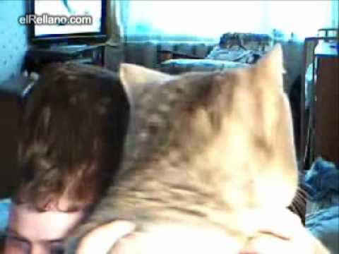 gato en la camara web