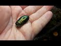 An introduction to the Metallic emerald cockroach. An introduction to the Metallic emerald cockroach.