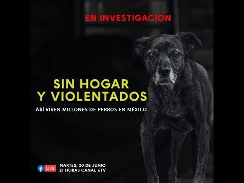 A fondo: Sin hogar y violentados, así viven millones de perros en México