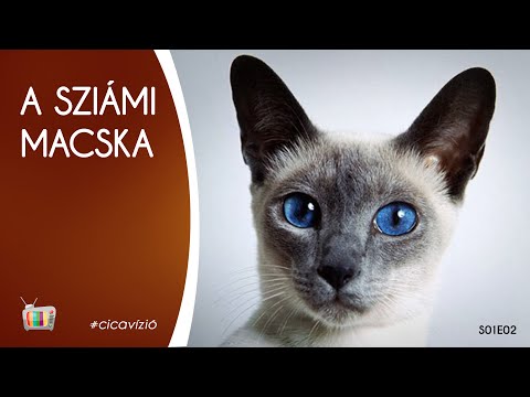 átfogó gyógyszer az emberi test tablettáinak parazitáira férgek és latin neveik