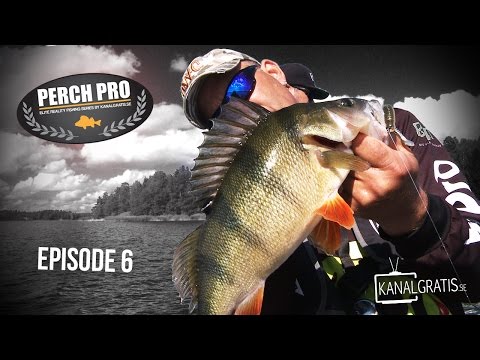Perch Pro 2016 - FOLGE 6 - Kanalgratis.se