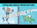 Biomimicry 101 Examples Of How We Copied Nature