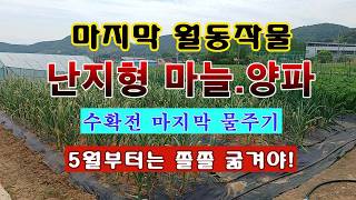 [텃밭농부 2,245]  대표적인 월동작물. 난지형마늘과 양파에 마지막 물주는 방법! #마늘재배 #양파재배