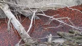 Trentino, il video delle migliaia di pesci rossi intrappolati nelle pozze del Lago di Loppio