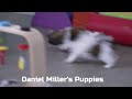 Havanese dogs for sale: Drew - Video 1