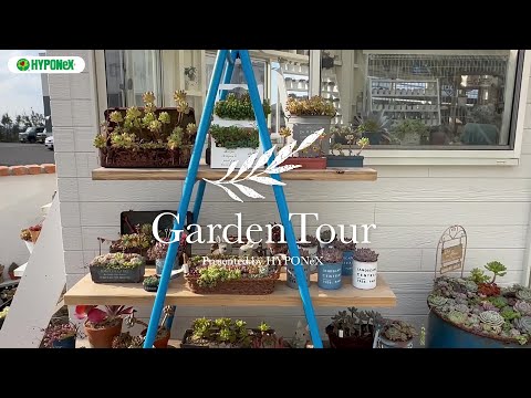 ヘビセダム 植物