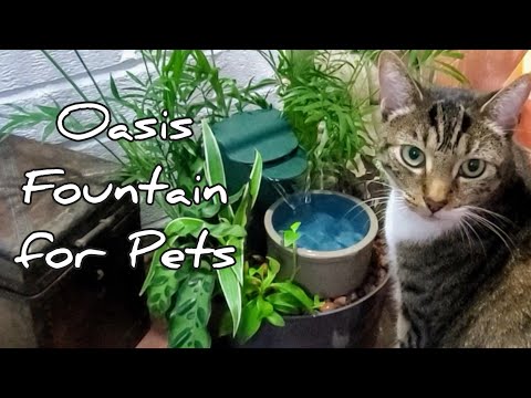 Miniature Oasis: Amazing DIY Pet Fountain