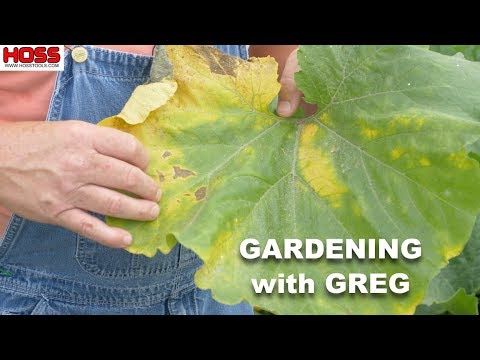 Don't Let This Happen to Your Squash & Pumpkin Plants!